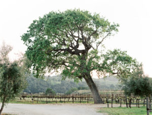 Oak Tree at Sunstone Winery